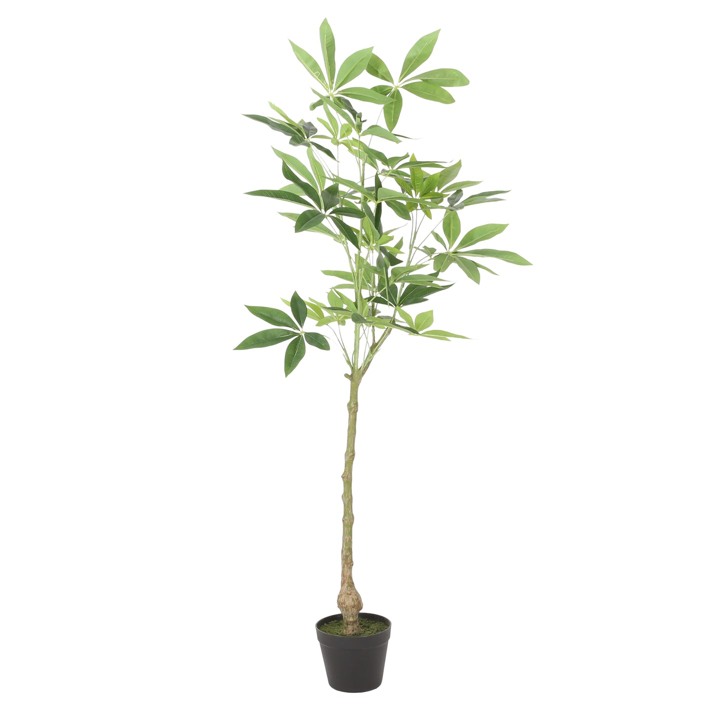 Amity Contemporary Artificial Plant