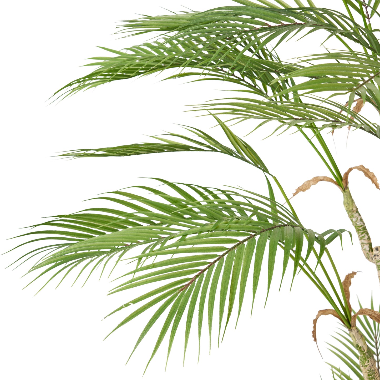 Cleo Contemporary Royal Palm Artificial Tree